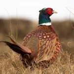 Logo of Pheasant Sounds android Application 